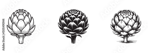 set of artichoke , edible flower bud vegetable vector, gourmet food and healthy cuisine
