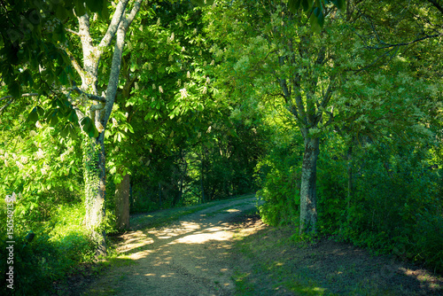Walking through a sunlit forest pathway surrounded by lush greenery and vibrant trees in the early hours of a serene morning