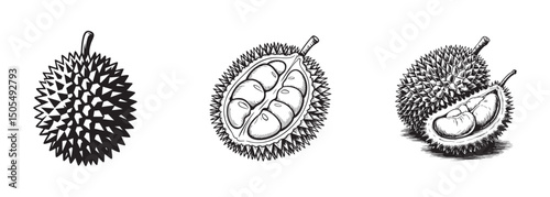 durian fruit , thorny tropical fruit vector for exotic foods and southeast asian cuisine