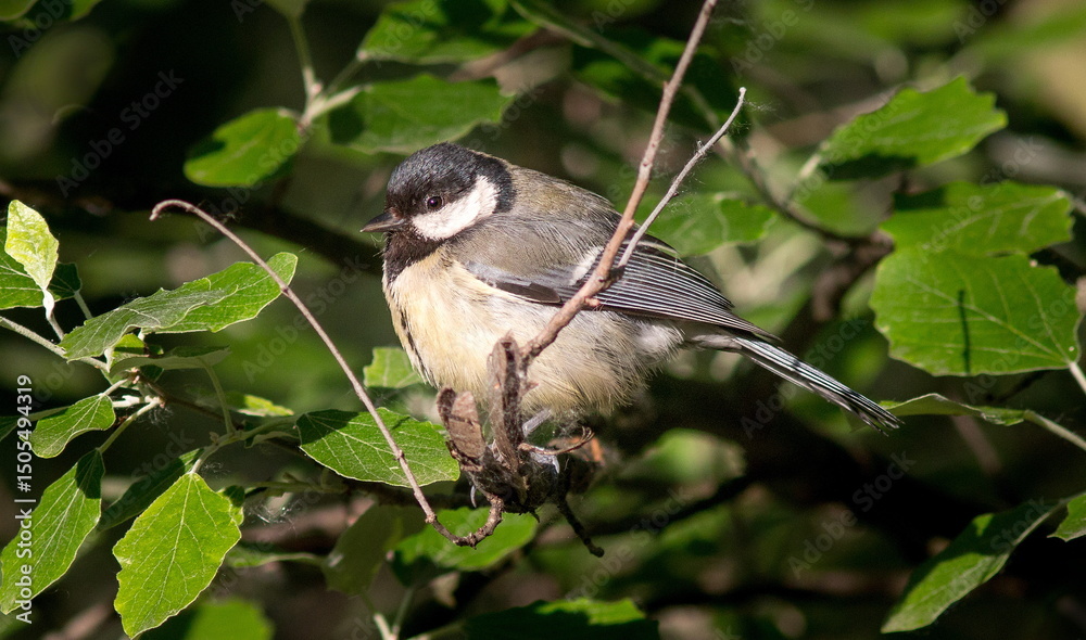 Obraz premium blue tit on branch