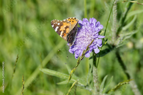 Painted Lady (Vanessa Cardui) Butterfly sitting on a small scabious in Zurich, Switzerland