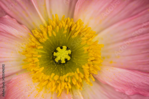 Closeup detail shot of the centre of a pink poppy flower