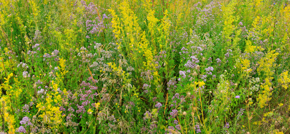 Fototapeta premium Wildblumen-Wiese mit bunten Blüten, Panorama