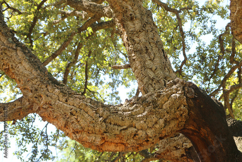 Korkeiche (Quercus suber) Laubbaum, Nutzpflanze, Mediterran