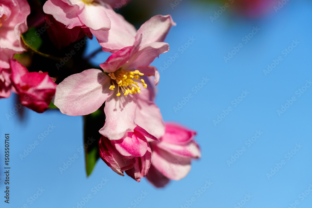 Obraz premium Chinese flowering crabapple blossom in sunlight under blue sky