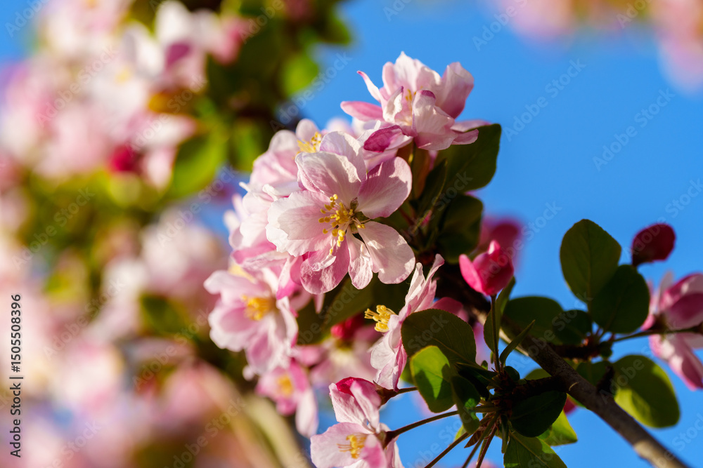 Obraz premium Chinese flowering crabapple blossom in sunlight under blue sky