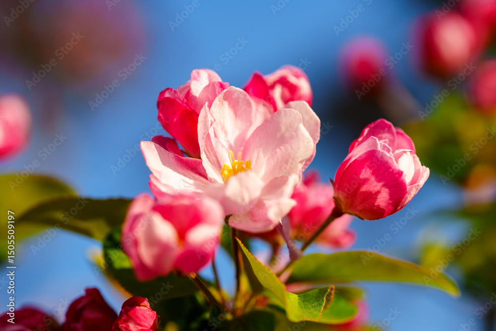 Chinese flowering crabapple blossom in sunlight under blue sky Chinese flowering crabapple blossom in sunlight under blue sky