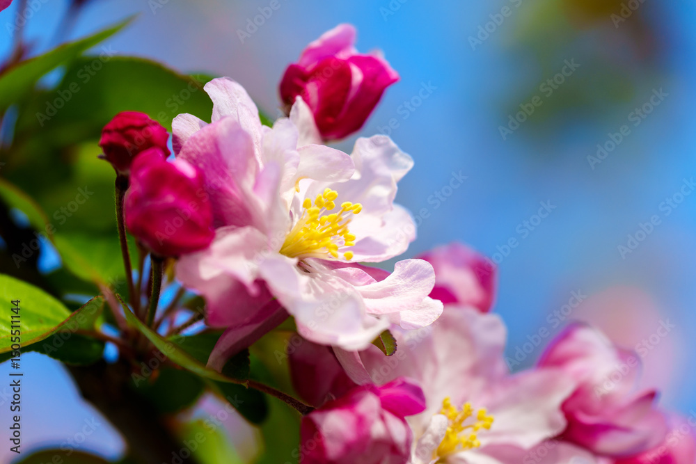 Fototapeta premium Chinese flowering crabapple blossom in sunlight under blue sky