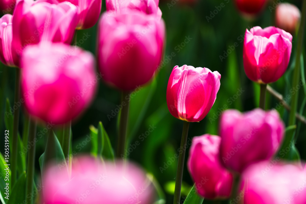 Fototapeta premium Close-up photo of blooming tulip in bright sunlight against dark background