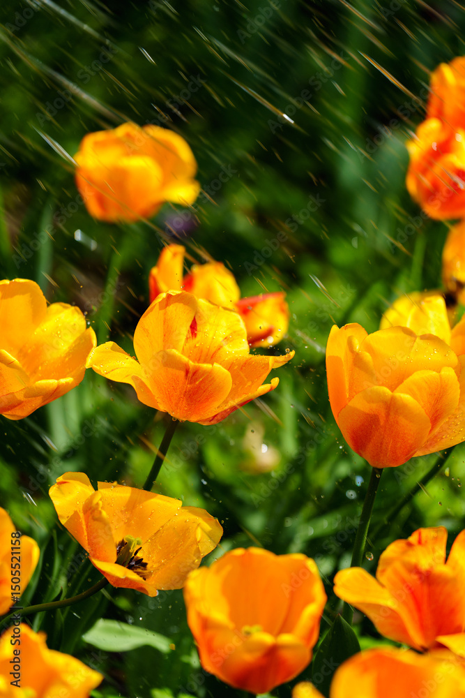 Close-up photo of blooming tulip with water drop in bright sunlight Close-up photo of blooming tulip with water drop in bright sunlight