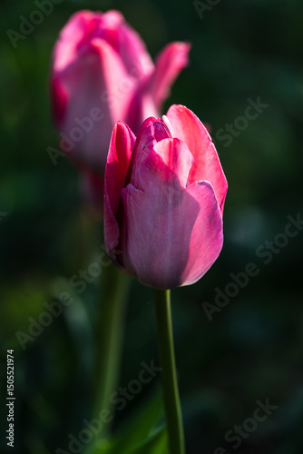 Close-up photo of blooming tulip in bright sunlight