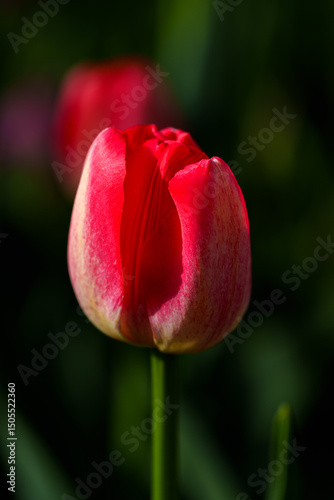 Close-up photo of blooming tulip in bright sunlight against dark background