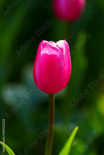 Close-up photo of blooming tulip in bright sunlight