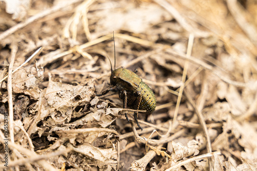 Big interesting beetle walking on the ground. Beautiful green body with white dots.