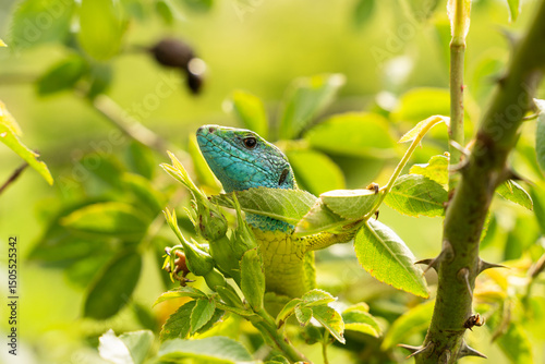 Bright colorful lizard climbing in bushes. Blue head and green body.