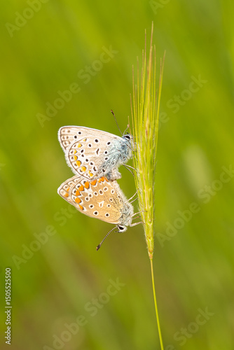 Two bright colorful butterflies landed on