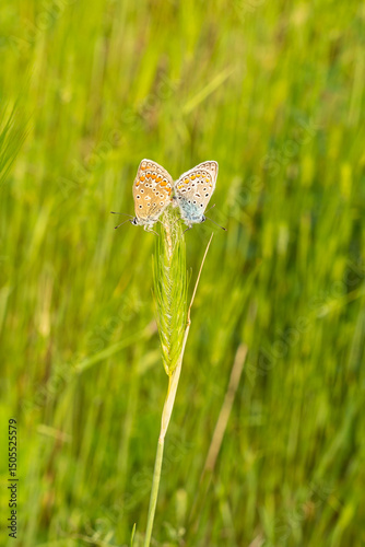 Two bright colorful butterflies landed on