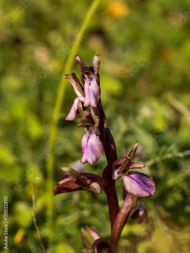 Orchidea Selvatica Anacamptis Collina Fotografata nel Sud Sardegna