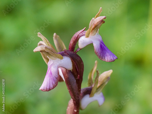Orchidea Selvatica Anacamptis Collina Fotografata nel Sud Sardegna