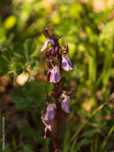 Orchidea Selvatica Anacamptis Collina Fotografata nel Sud Sardegna