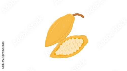 cocoa on white background. chocolate base. fruit. agriculture. simple animation. motion graphics 