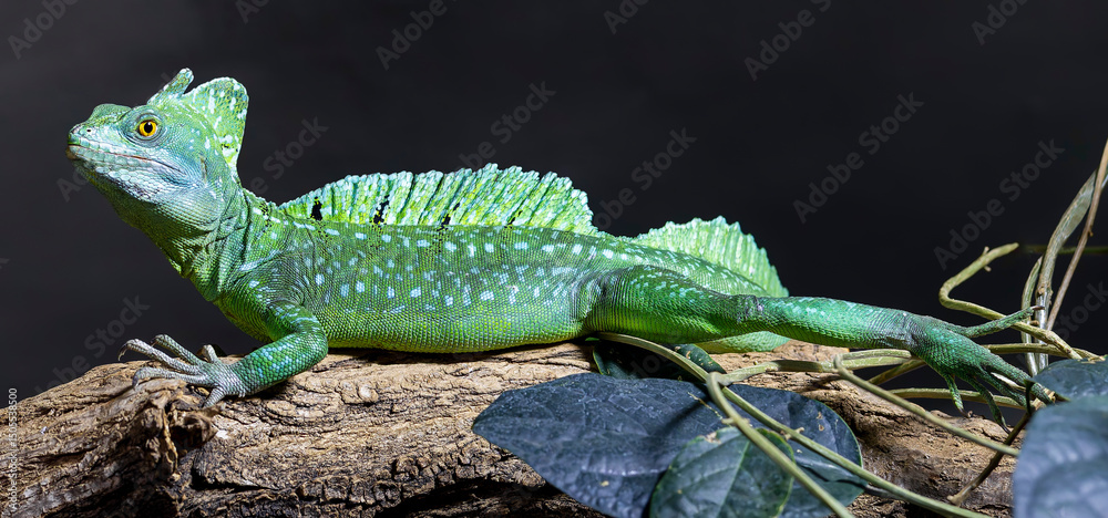 Naklejka premium Close-up view of a Plumed basilisk (Basiliscus plumifrons)