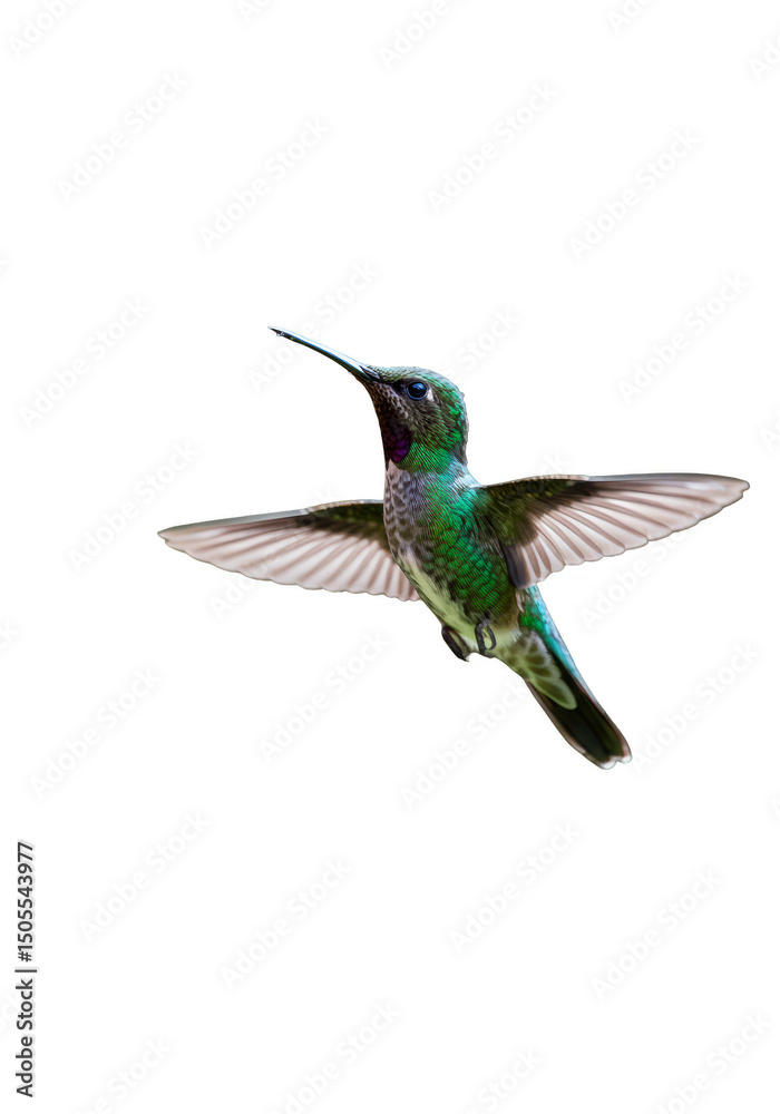 Fototapeta premium Hummingbird Flying with Wings Out Transparent Background Detailed Wildlife
