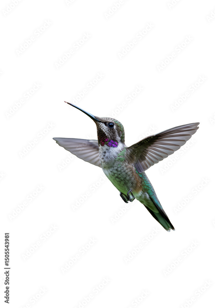 Fototapeta premium Hummingbird Flying Wildlife with Transparent Background Detailed Bird Wings