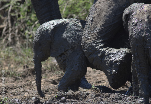 Elephant calf having a mud bath and playing in a wallow with mother and family, sun dried mud cracks appearing on skin. African elephant, Loxodonta africana, from Kruger national park, South Africa