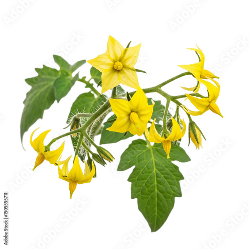 
branch with tomato flowers isolated on transparent background