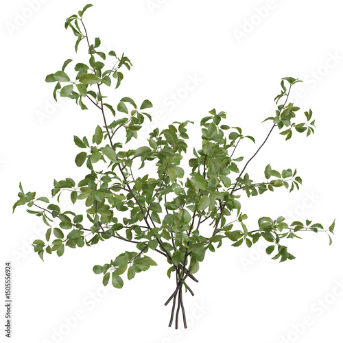 A digital rendering of a lush, green shrub with multiple branches and small, ovate leaves, appearing dense and full.  The stems are dark brown