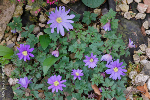 Anemone oder Windröschen mit blauen Blüten