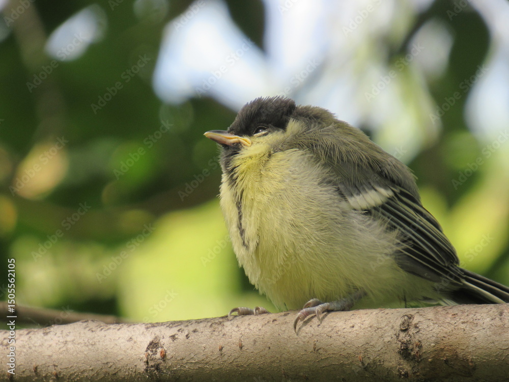 Obraz premium great tit parus major