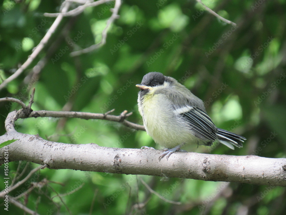 Fototapeta premium great tit parus major