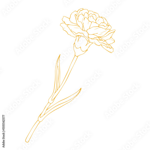 Elegant gold carnation flower outline vector illustration isolated on white background