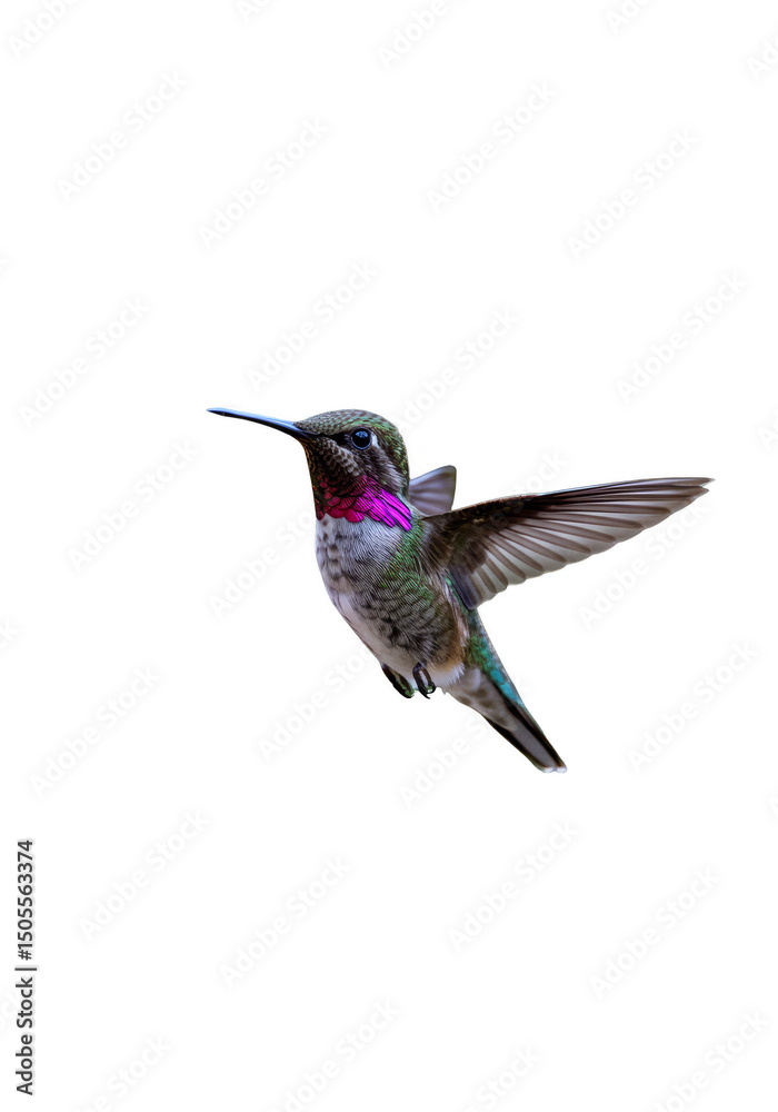 Fototapeta premium Flying Hummingbird Detailed Bird Wildlife on Transparent Background PNG