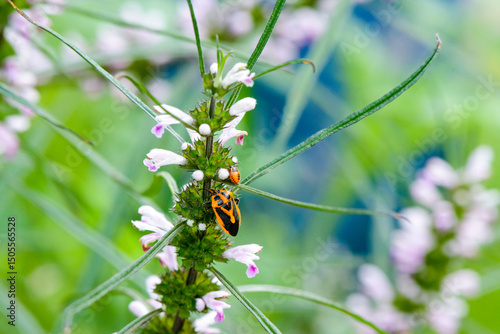Macro photo of orange and black bugs on stems of pink flowers with blurred garden behind photo
