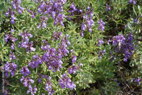 Blühender Lavendelblättriger Salbei (Salvia lavandulifolia) im Frühling