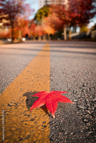 Cuadro en lienzo A red sugar maple autumn leaf rests on a yellow line on the asphalt, amidst a cityscape with colorful trees in the background