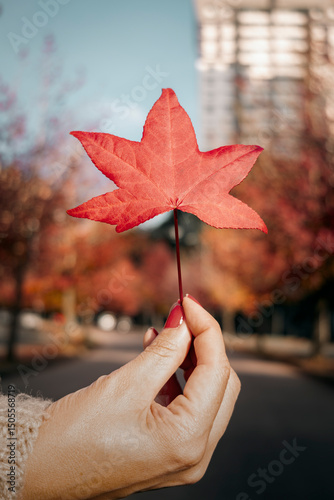 Fotografía Red liquidambar sugar maple leaf is delicately held by a hand, in contrast with the blurred background of a tree lined autumn street