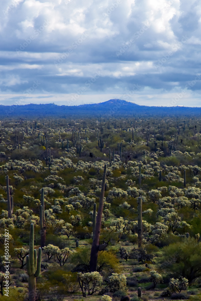 Fototapeta premium Mid Winter Landscape Sonoran Desert Arizona
