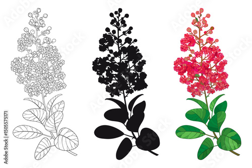 Set with outline Lagerstroemia or crape myrtle flowers and leaves in black and red isolated on white background. 
