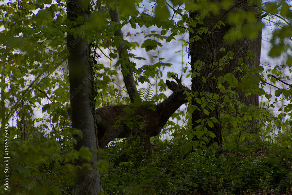 Fototapeta premium A secretive deer emerges from the dappled greens of a dense forest, offering a rare glimpse of wild tranquility. Perfect for themes of nature's hidden beauty.