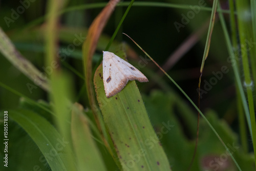Straw Dot Moth sat on grass in a meadow, England, UK.