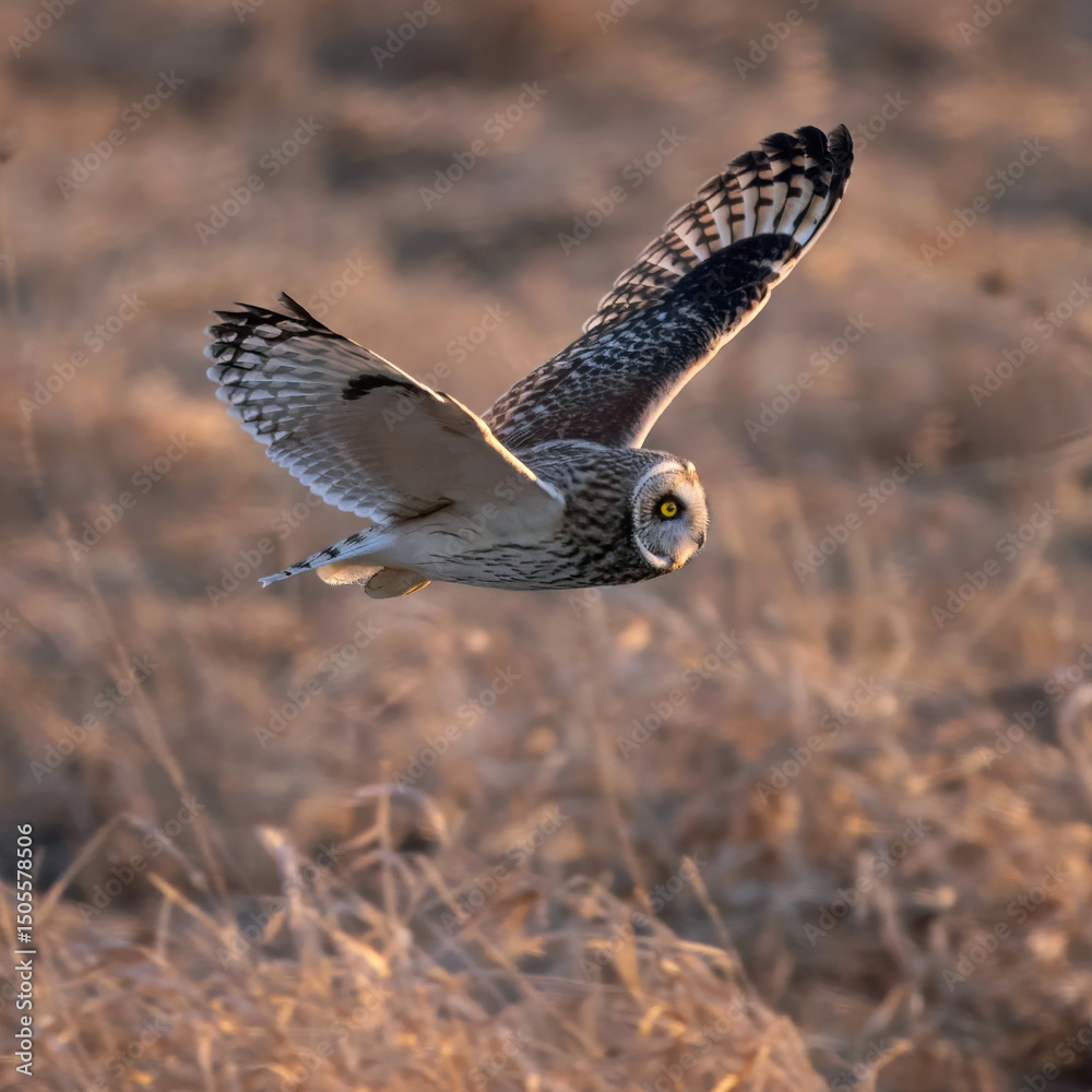 Fototapeta premium Short-eared Owl Asio flammeus hunting over meadow at dusk