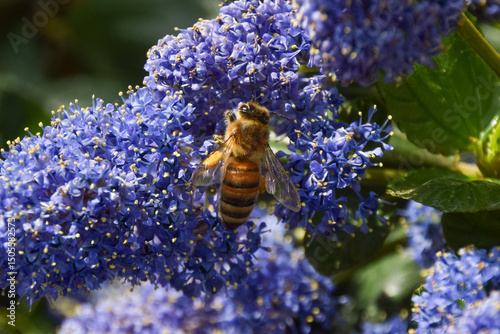 A bee pollinates California lilac (ceanothus) flowers.