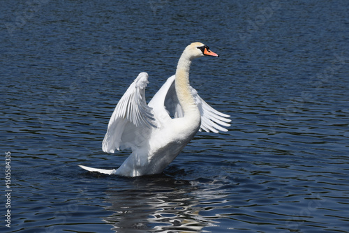 A white mute swan flaps his wings in a lake