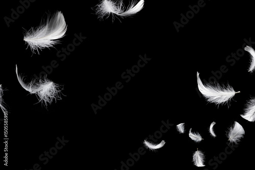 Wallpaper Mural White feather isolated on a black background. Torontodigital.ca
