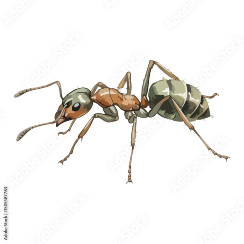Ant Isolated on Transparent Background – Watercolour Illustration