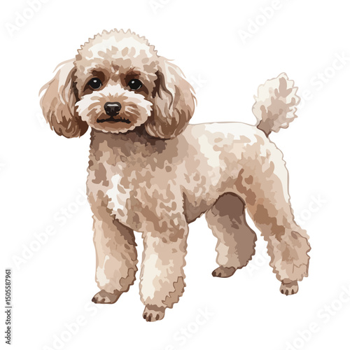 Brown poodle Isolated on Transparent Background – Watercolour Illustration